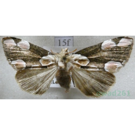 Thyatira batis (Linnaeus, 1758) Plamówka malinówka Czech15f
